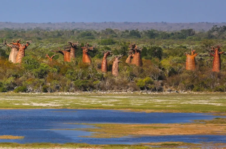 Baobabs pres d'Andavadoaka