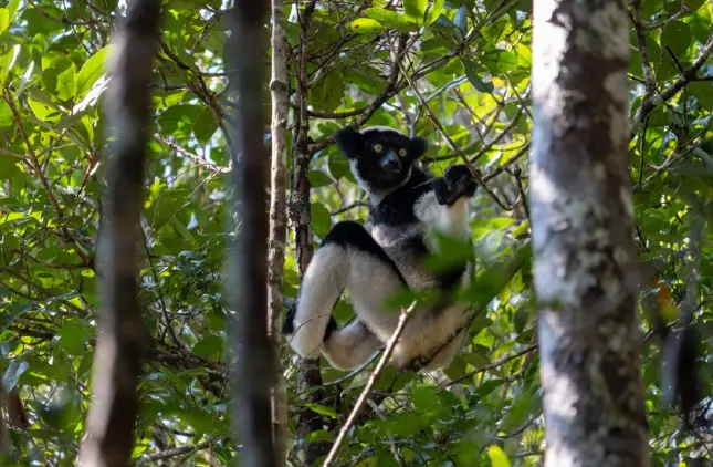 The indri at Andasibe National Park