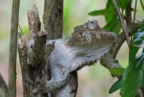 Leaf-tailed gecko in Montagne d'Ambre