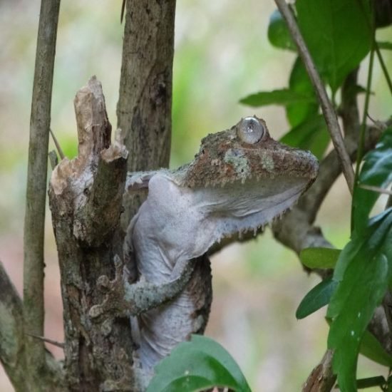 Leaf-tailed gecko in Montagne d'Ambre