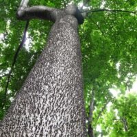 Ankarafantsika, Crocodile Tree