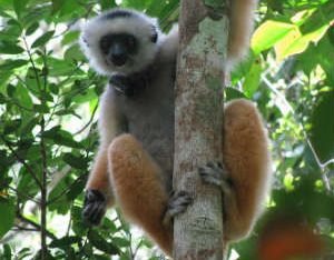 Diademed Sifaka in Andasibe