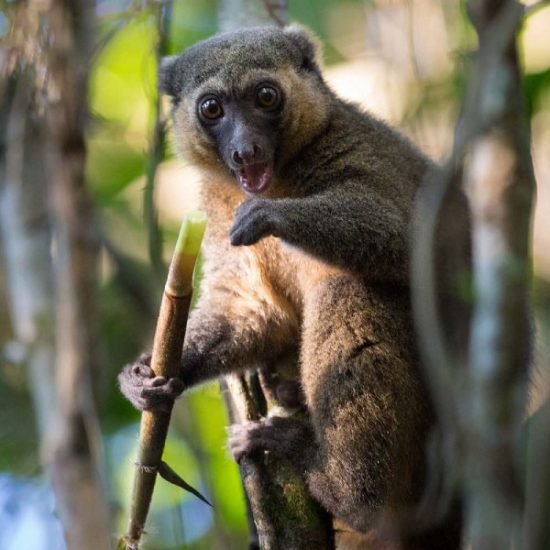 Golden Bamboo Lemur in Ranomafana