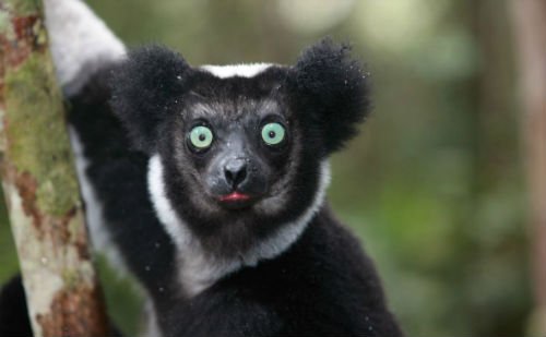 Lemur indri in Andasibe