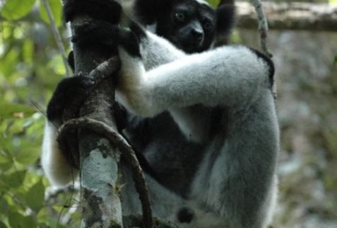 Lemur Indri in zahamena