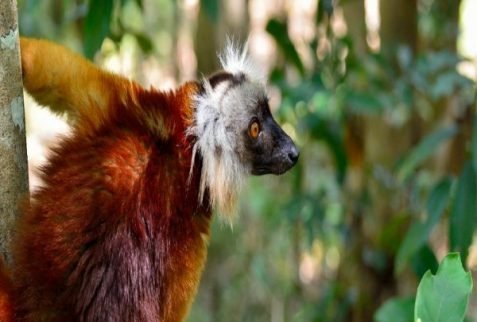 Femal black lemur in Lokobe National Parl