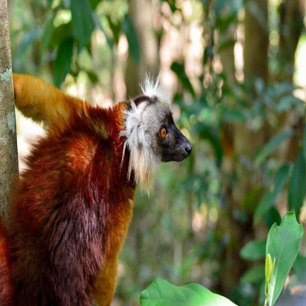 Femal black lemur in Lokobe National Parl