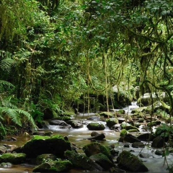 Marojejey National Park