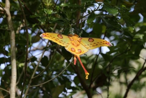 Moon moth of Madagascar