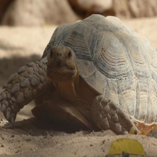 Tortue in Baly Bay