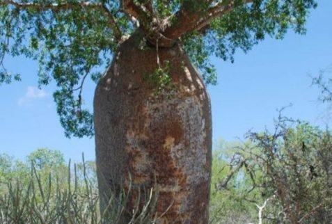 Baobab bottle near Berenty