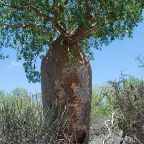 Baobab bottle near Berenty