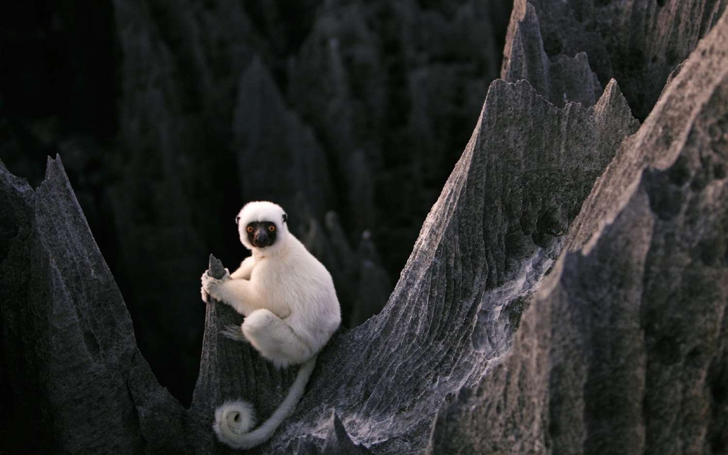 Tsingy Lemur