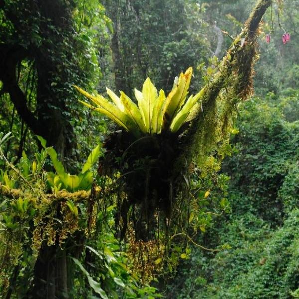 Lush vegetation in Montagne Ambre