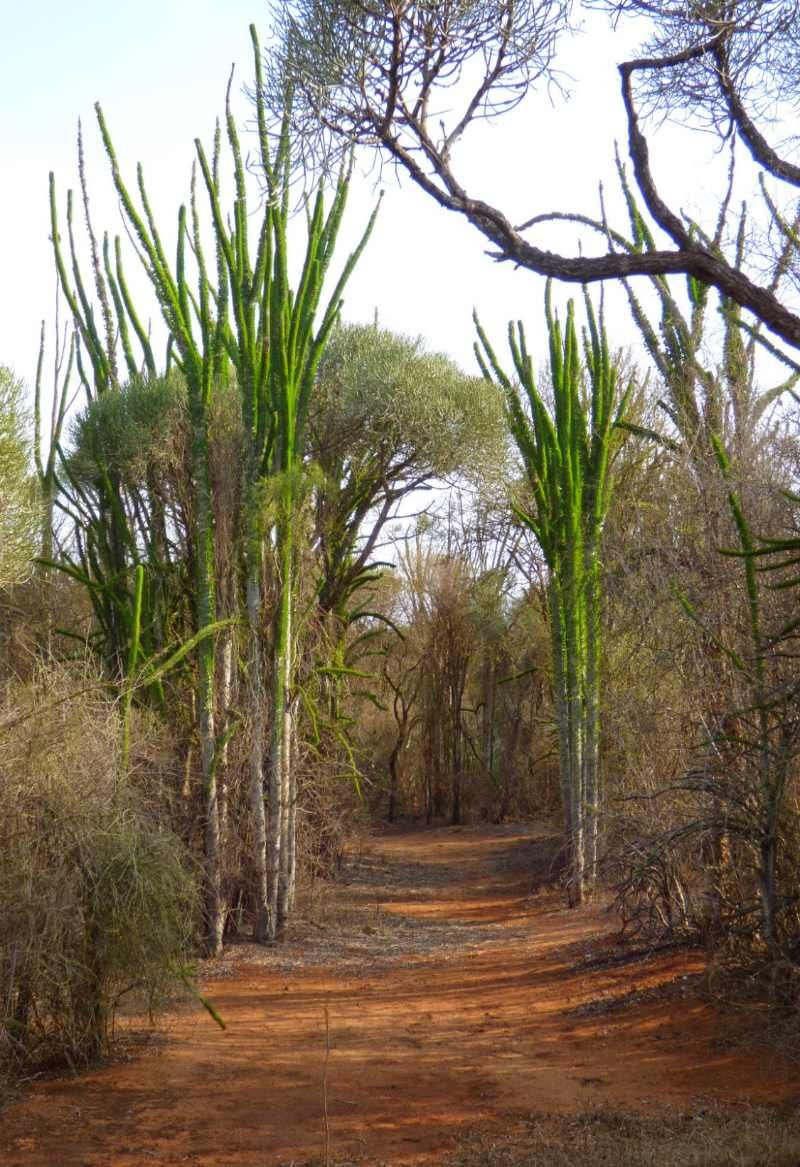 Berenty Reserve