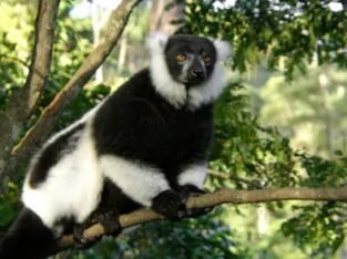 Black and white ruffed lemur