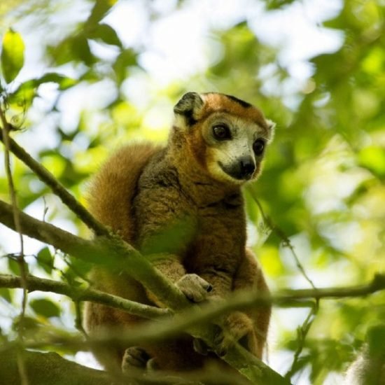 Crowned lemur in Amber Mountain NP