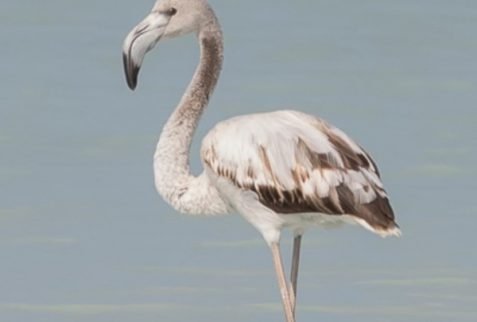 Flamingo in Tsimanampetsotse