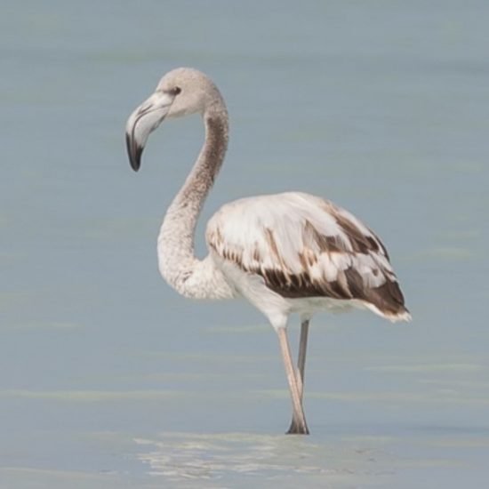 Flamingo in Tsimanampetsotse