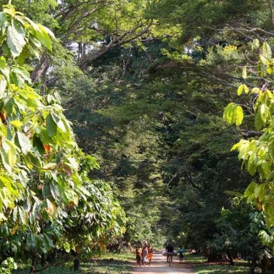 Cocoa Plantation in Ambanja