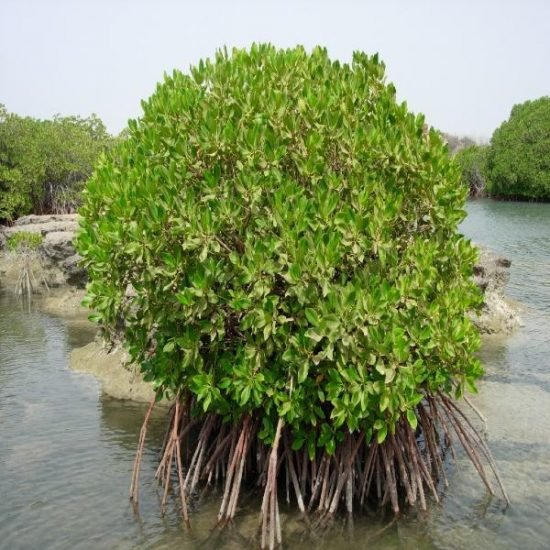Mangroves at Antrema