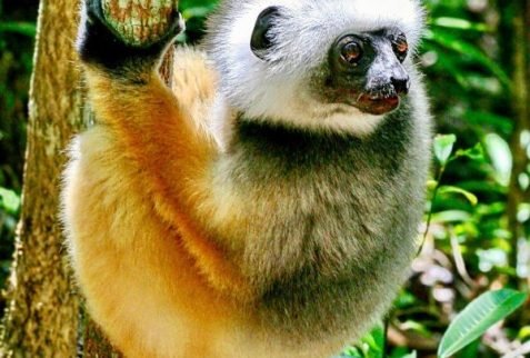 Golden Crown Sifaka in zahamena