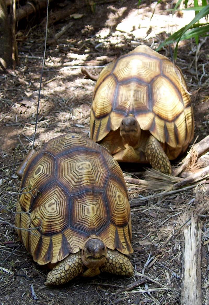 Tortues in Baly Bay National Park