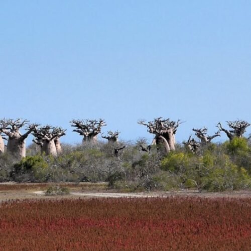 Enchanted baobabs near Andavadoaka