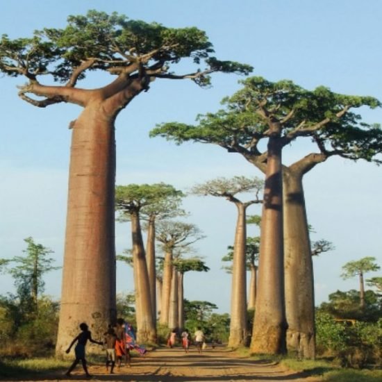 Baobabs Avenue