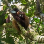 Lemur in Ranomafana
