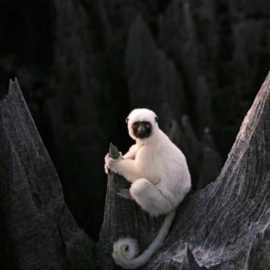 Lemur on the Tsingy