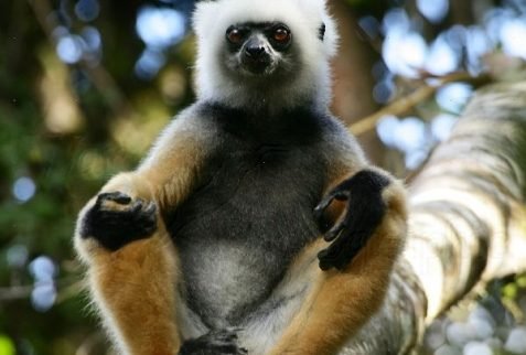 Diadem sifaka in Andasibe