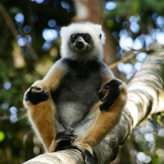 Diadem sifaka in Andasibe