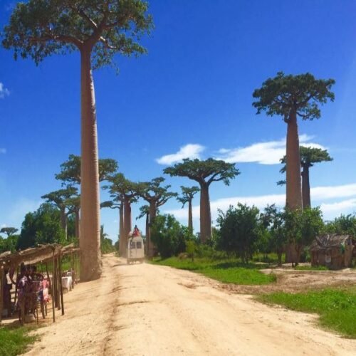 Baobabs Avenue