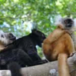 Lemurs in Nosy Komba