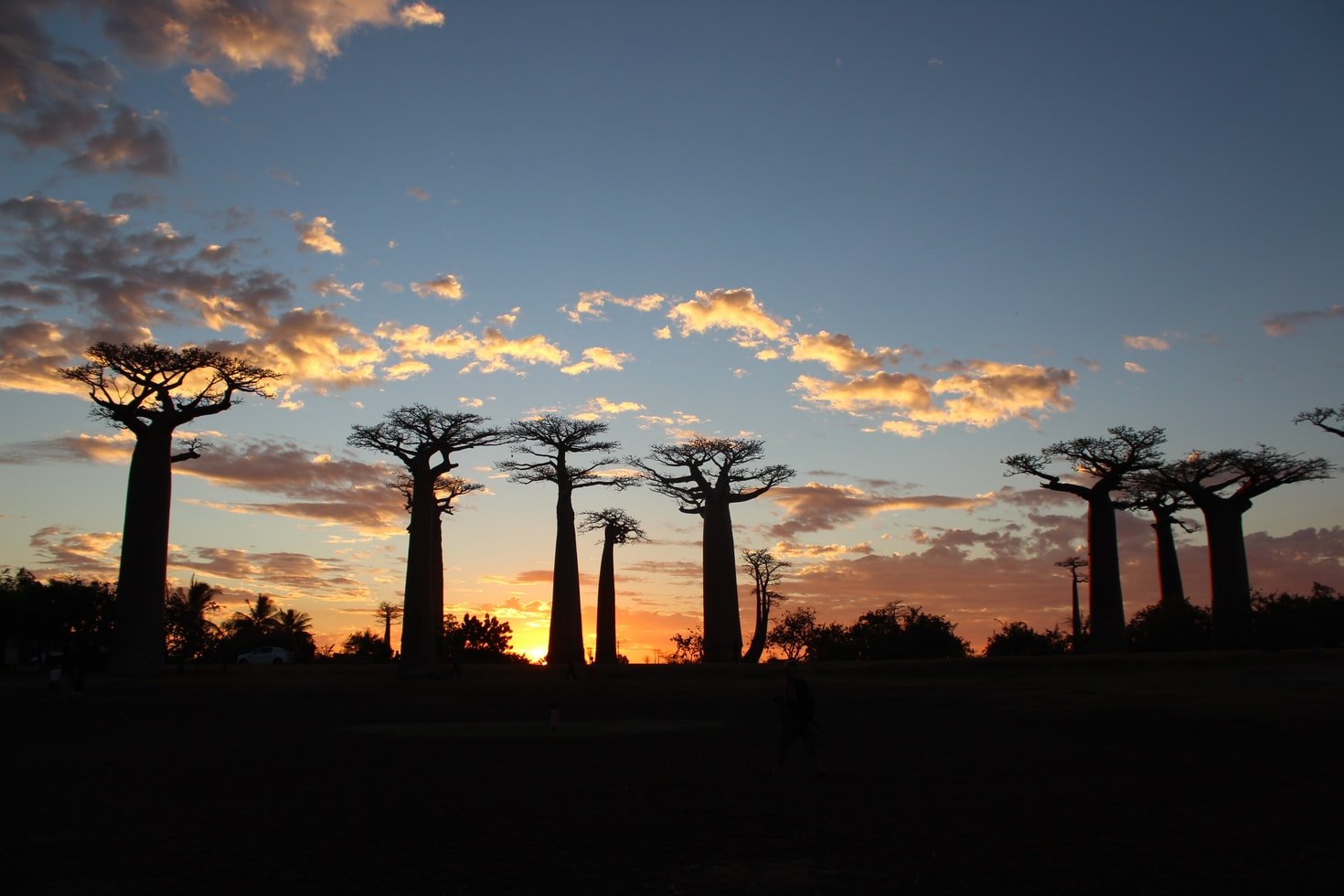 Avenue Of The Baobabs