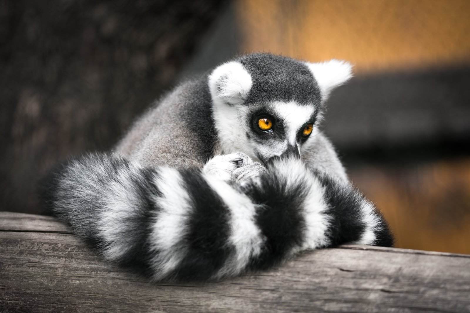 lemur