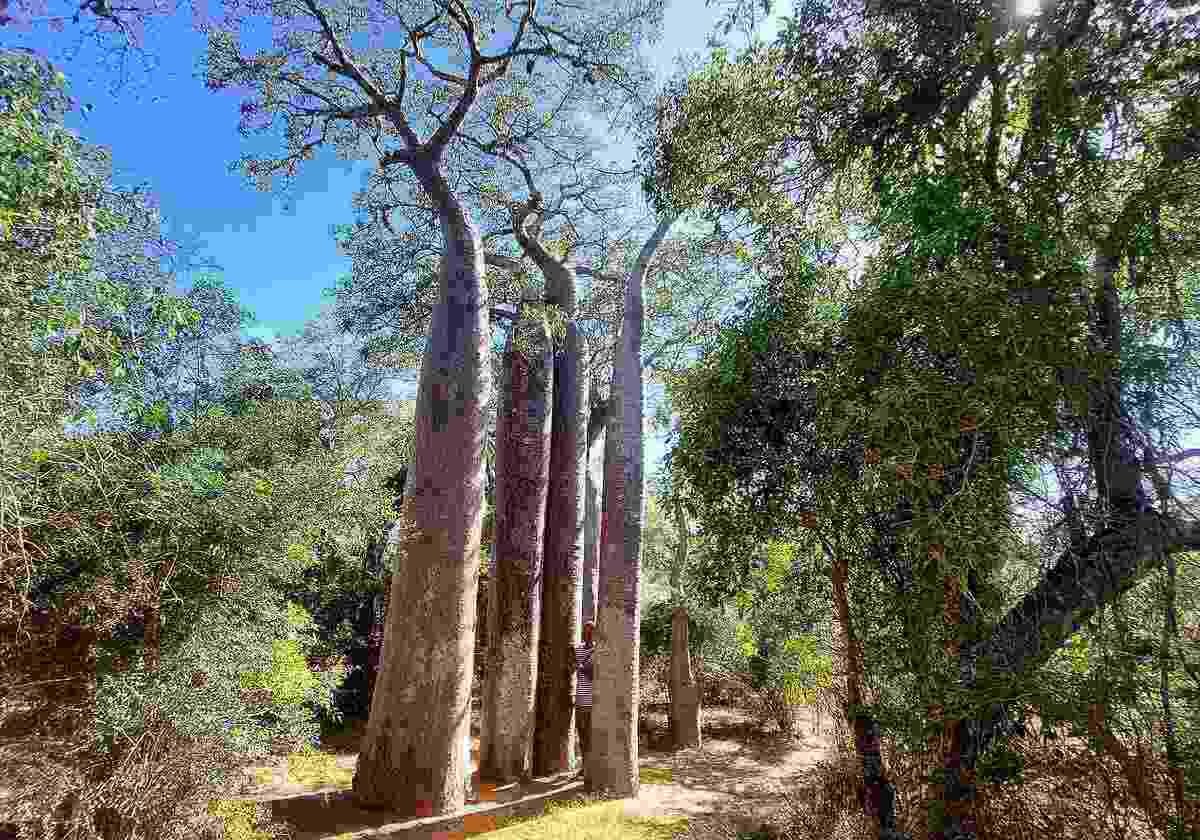 Reniala, spiny forest