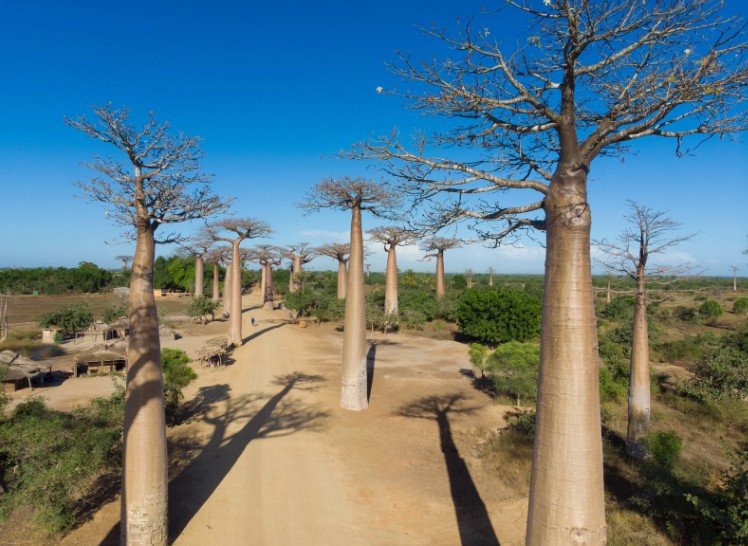 Morondava et l&rsquo;Avenue des Baobabs