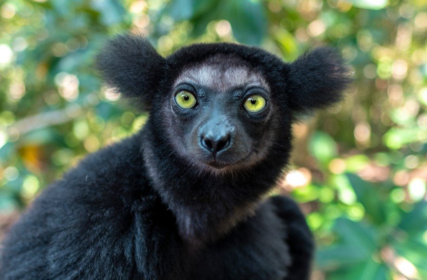 Andasibe-Mantadia National Park