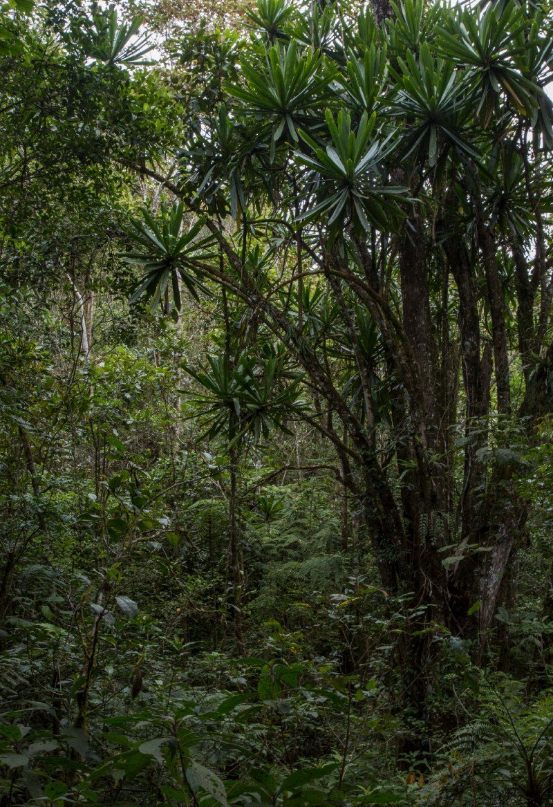 Reserve de Maromizaha