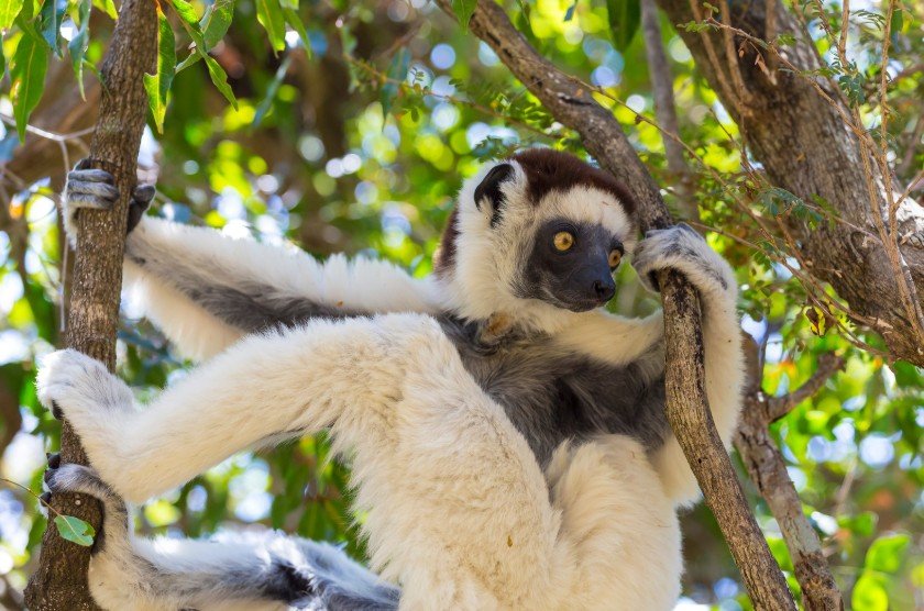 Zombitse-Vohibasia National Park