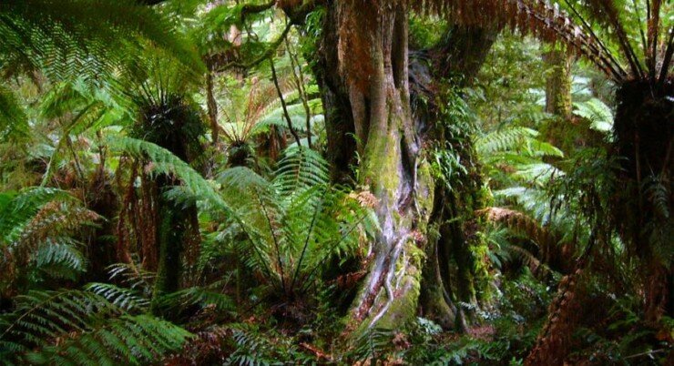 A Madagascar Vacation to see the Dungongs