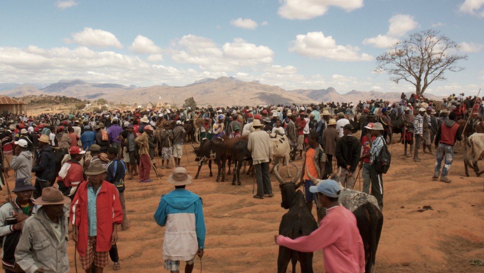 Le marche des Zebue a Ambalavao.
