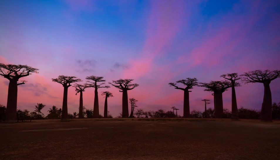 Why You Should Visit Madagascar in 2026: The Year of the Eighth Continent