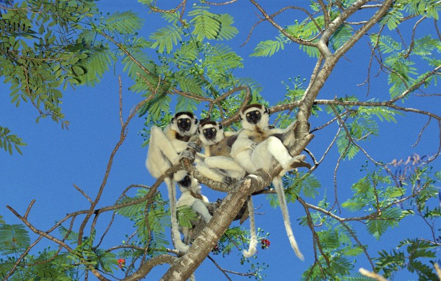 Madagascar Great South Adventure: Tsingy, Baobabs & Desert Beaches