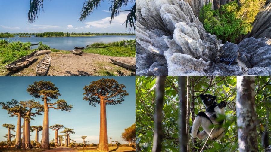 Forests and Baobabs of Madagascar: From the Green East to the Red West