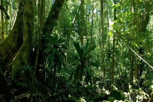 Masoala National Park