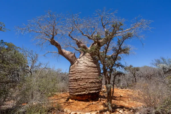 National Park of Tsimanampetsotsa, robrostipa baobab