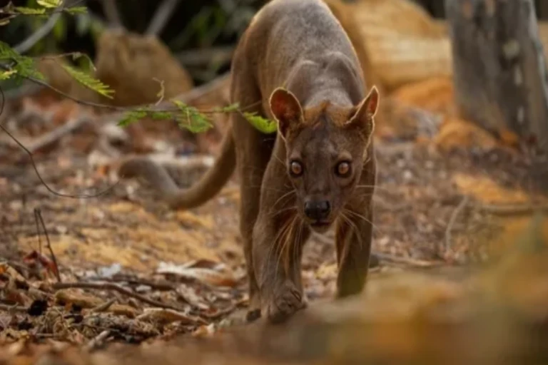 Kirindy Forest Fossa